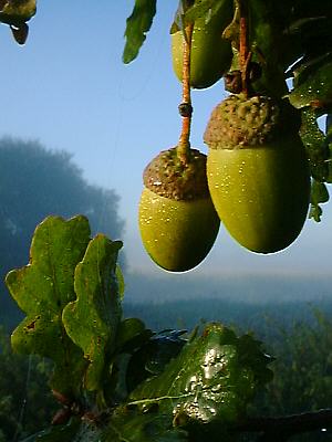 Picture 001-03