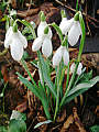 017-05 February Hedgerows