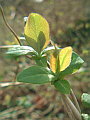 017-07 February Hedgerows