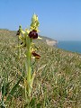 038-01 Early Spider Orchid