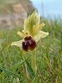 038-03 Early Spider Orchid