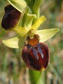 038-05 Early Spider Orchid