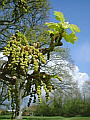 040-06 April Hedgerows