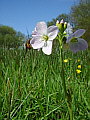 040-10 April Hedgerows