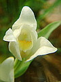 046-01 Large White Helleborine