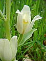 046-02 Large White Helleborine