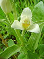 046-03 Large White Helleborine