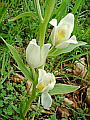 046-04 Large White Helleborine