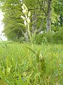 046-05 Large White Helleborine