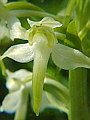047-01 Greater Butterfly Orchid