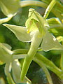 047-02 Greater Butterfly Orchid
