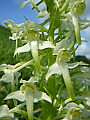 047-03 Greater Butterfly Orchid