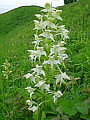 047-04 Greater Butterfly Orchid