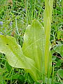 047-05 Greater Butterfly Orchid