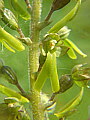 048-01 Greater Twayblade