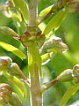 048-02 Greater Twayblade