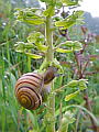 048-03 Greater Twayblade