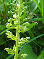 048-04 Greater Twayblade