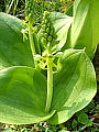 048-05 Greater Twayblade