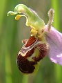 049-02 Bee Orchid