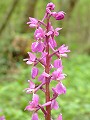 050-01 Early Purple Orchid