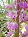 050-02 Early Purple Orchid