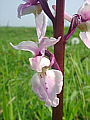 050-03 Early Purple Orchid