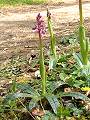 050-04 Early Purple Orchid