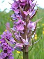 052-02 Southern Marsh Orchid