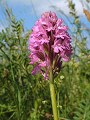 055-06 Orchids