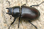 Female 1 (31KB)