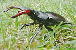 Male 2 (33KB)
